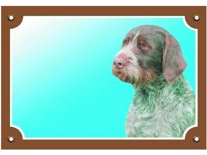 249870 barevna cedulka pozor pes cesky fousek