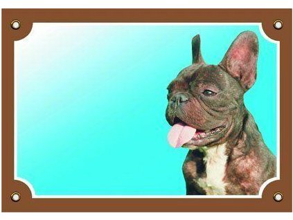 249912 barevna cedulka pozor pes francouzsky buldocek tmavy