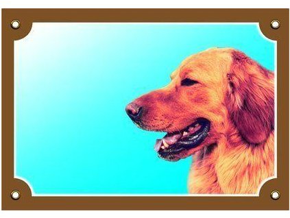 249924 barevna cedulka pozor pes hovaward