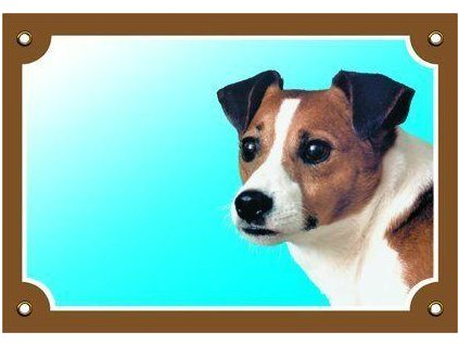 249939 barevna cedulka pozor pes jack russel terier