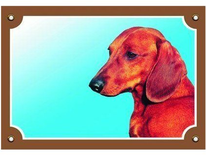 249948 barevna cedulka pozor pes jezevcik hladkosrsty