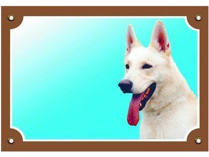 249957 barevna cedulka pozor pes kanadsko americky ovcak