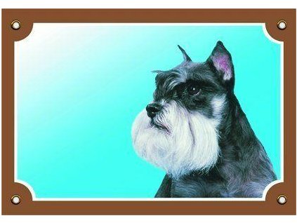 249969 barevna cedulka pozor pes knirac pepr a sul