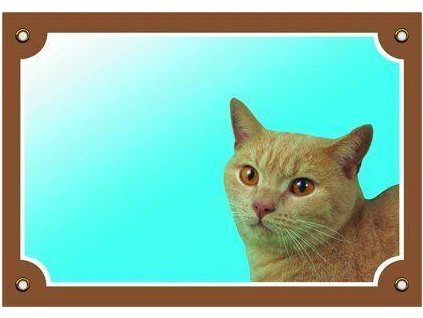 249972 barevna cedulka pozor pes kocka