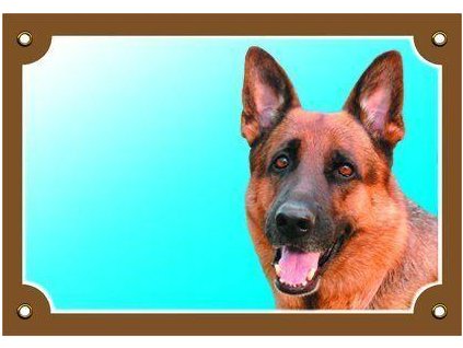 250029 barevna cedulka pozor pes nemecky ovcak zepredu