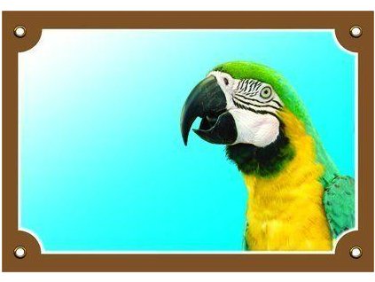 250038 barevna cedulka pozor pes papousslepiceek ara ararauna