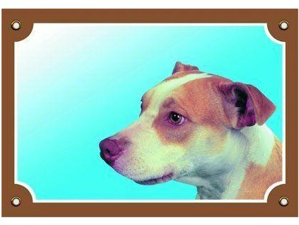 250047 barevna cedulka pozor pes pitbullterier