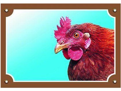 250071 barevna cedulka pozor pes slepice