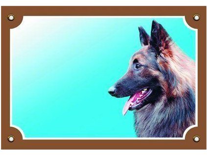 250086 barevna cedulka pozor pes tervueren