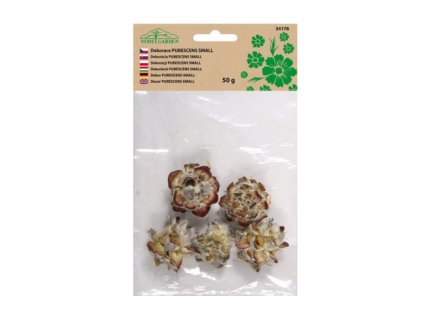 257586 1 dekorace susiny pubescens small prirodni 50g
