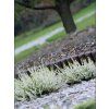 Prosperplast IPBO Palisáda zahradní 250 cm