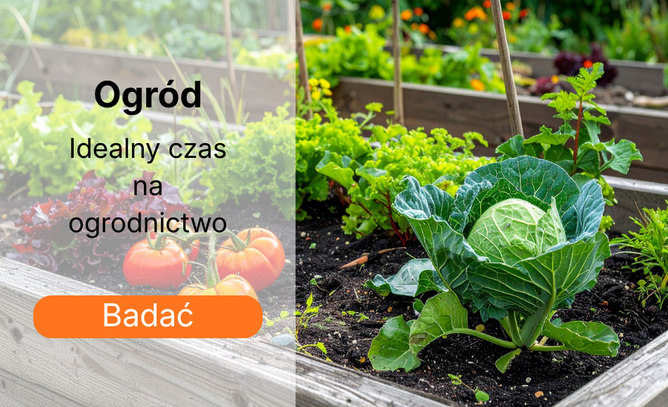 Ogród