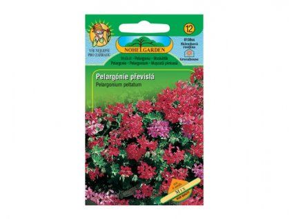 336337 pelargonie brectanolista previsla smes