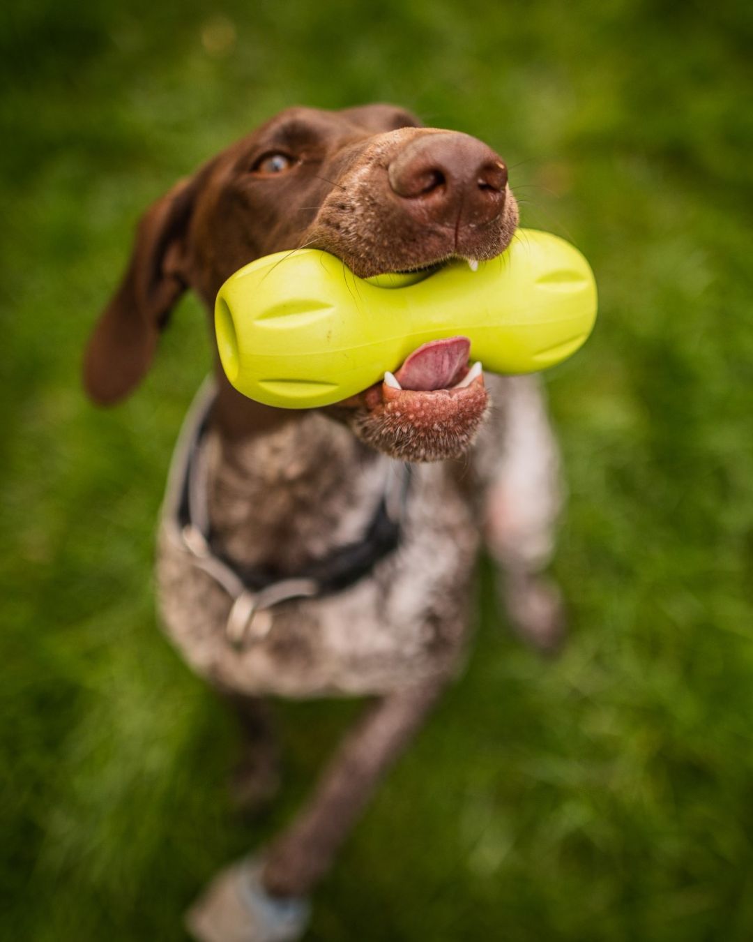 Odolná hračka Qwizl