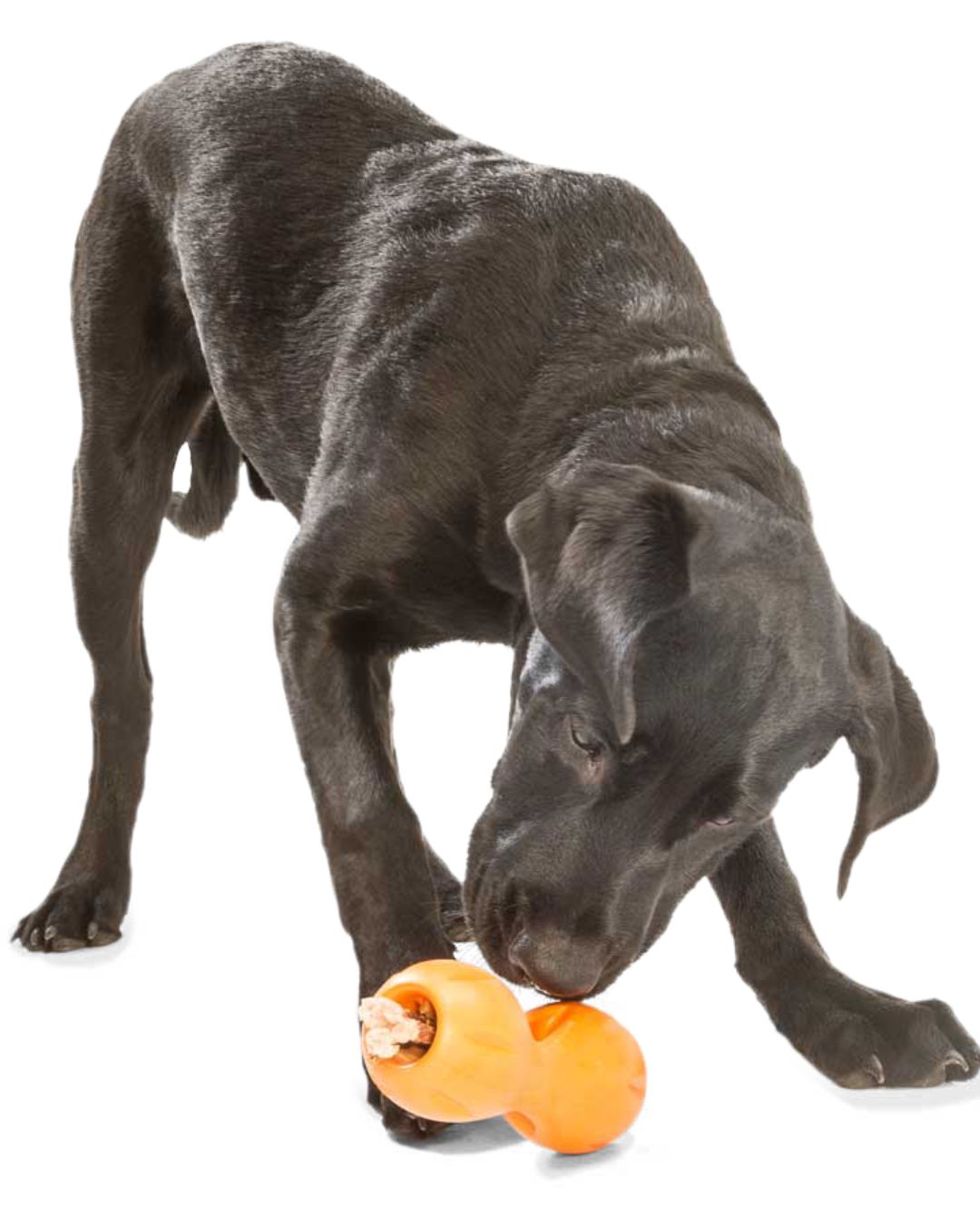 odolná hračka Qwizl