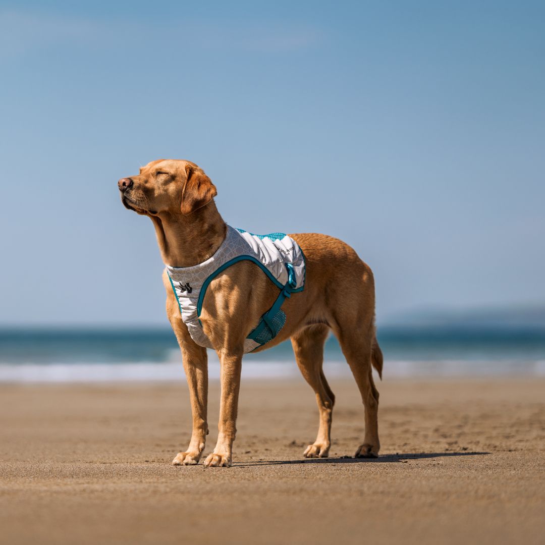 Chladící vesta Cooling vest