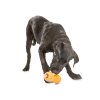 QWIZL TANGERINE DOG SNIFFING 1200x