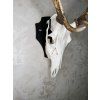 Wall-Mounted Deer Trophy Holder – Adjustable Steel Bracket