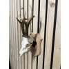 Trophy erb holder for roe deer/Chamois