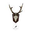Roe Deer Trophy Plaque – Solo (Modular Diamond System)