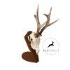 Cut Skull Trophy Stand – Metal Stand for Roe Deer Trophy