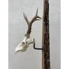 Wall Trophy Mount S – Universal Metal Holder for Roe Deer Trophies