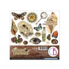 ciao bella cabinet of curiosities 6x6 inch fussy c