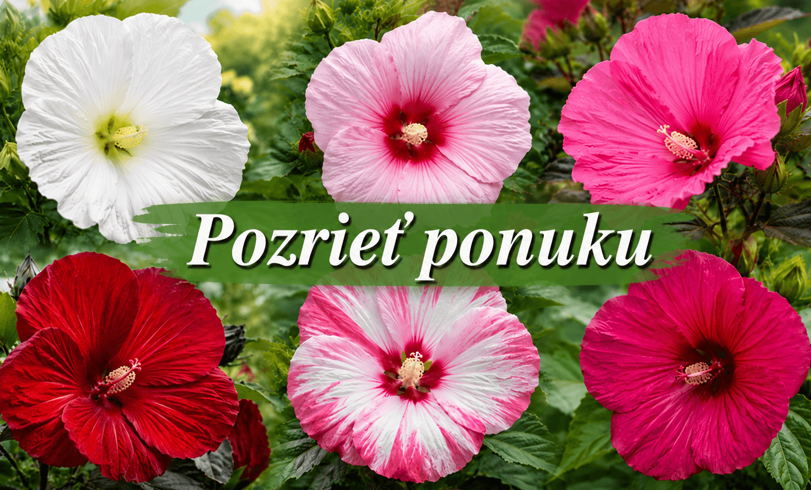 Hibiscus moscheutos