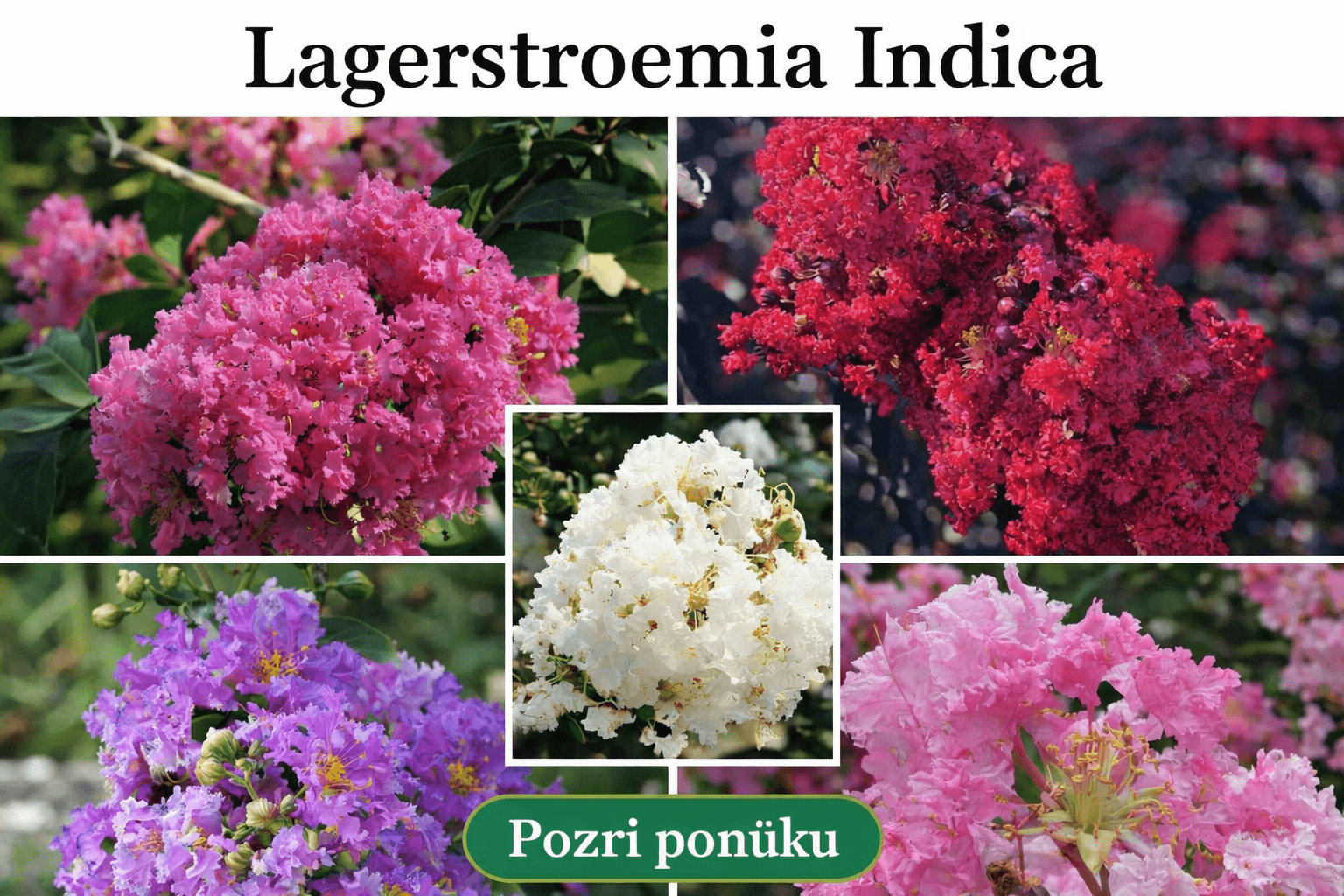 Lagerstroemia Indica