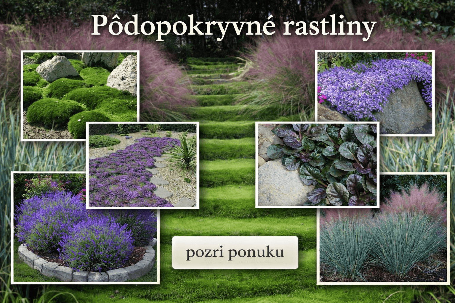 Pôdopokryvné rastliny