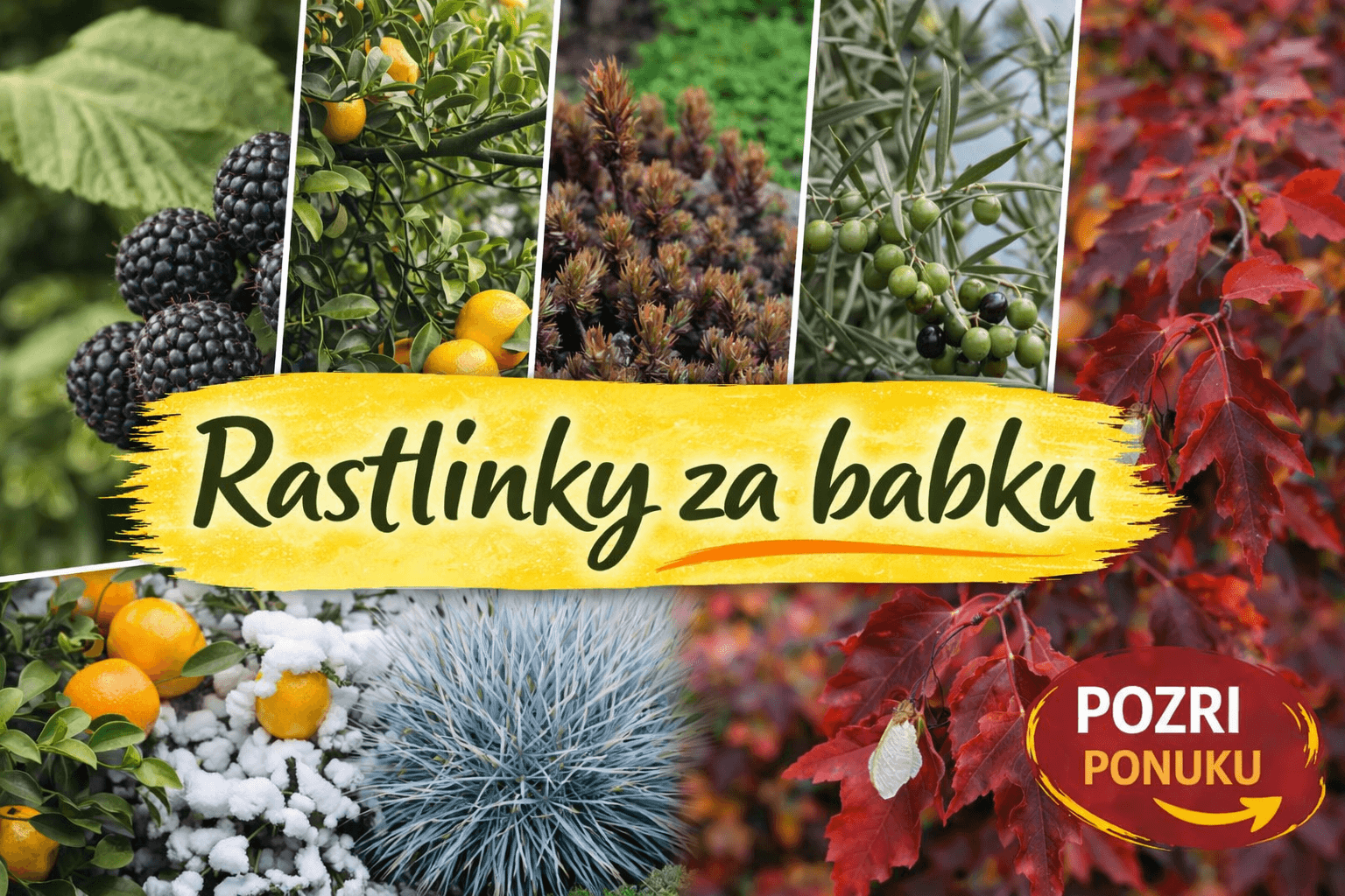 rastliny za babku
