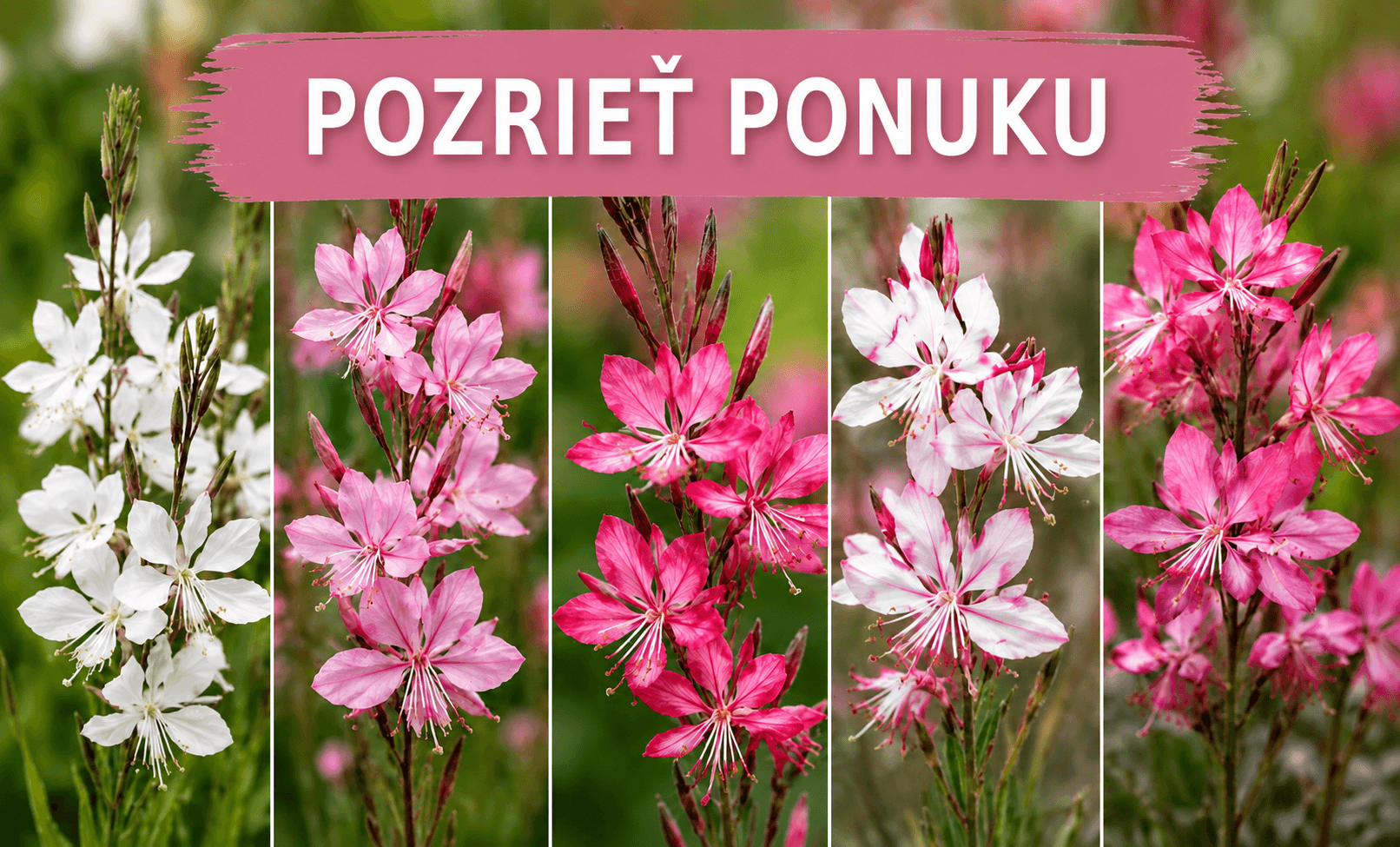 gaura
