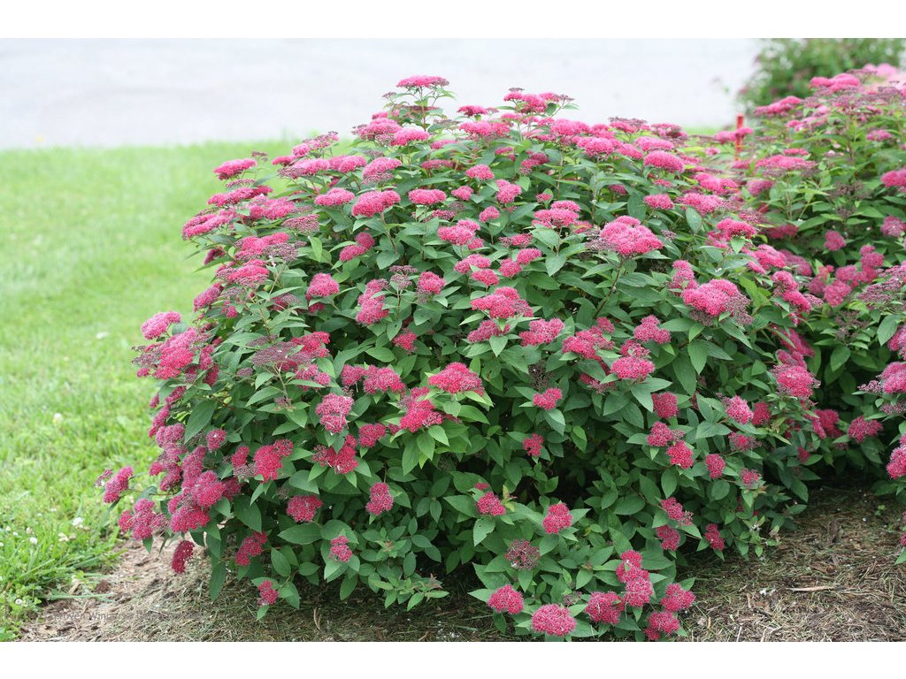 Tavoľník Dart´s Red Spiraea japonica Darts Red