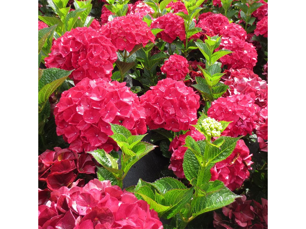 Hortenzia veľkolistá - Hydrangea macrophylla Hot Red - 2L