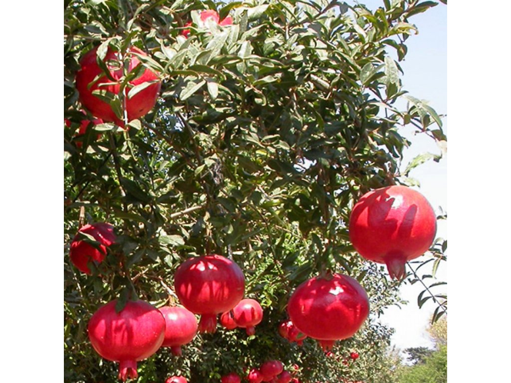 pomegranate lct 1 1