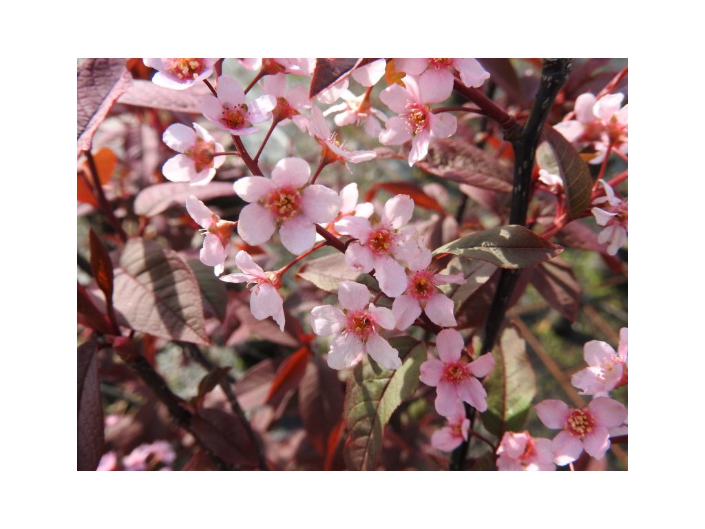 2346 4 Prunus padus Colorata Traubenkirsche Colorata