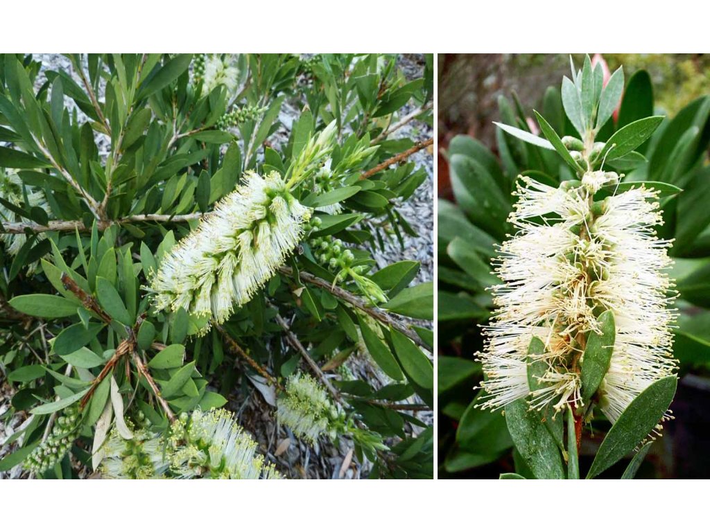 Callistemon  White-tyčinkovec austrálsky BIELY