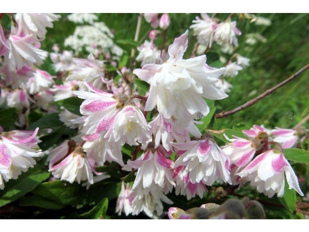 pol pl Zylistek szorstki Codsall Pink Deutzia scabra 9856 2