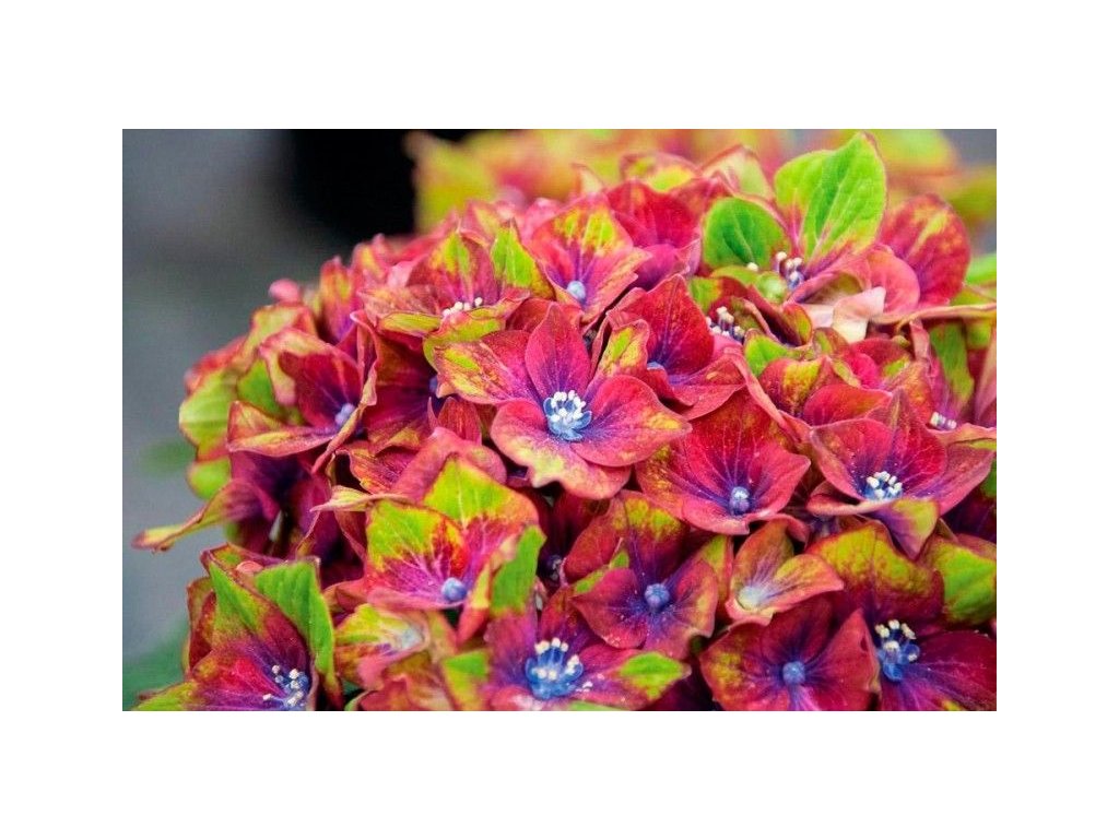 Hydrangea macrophylla Saxon Schloss Wackerbarth-Hortenzia veľkolistá