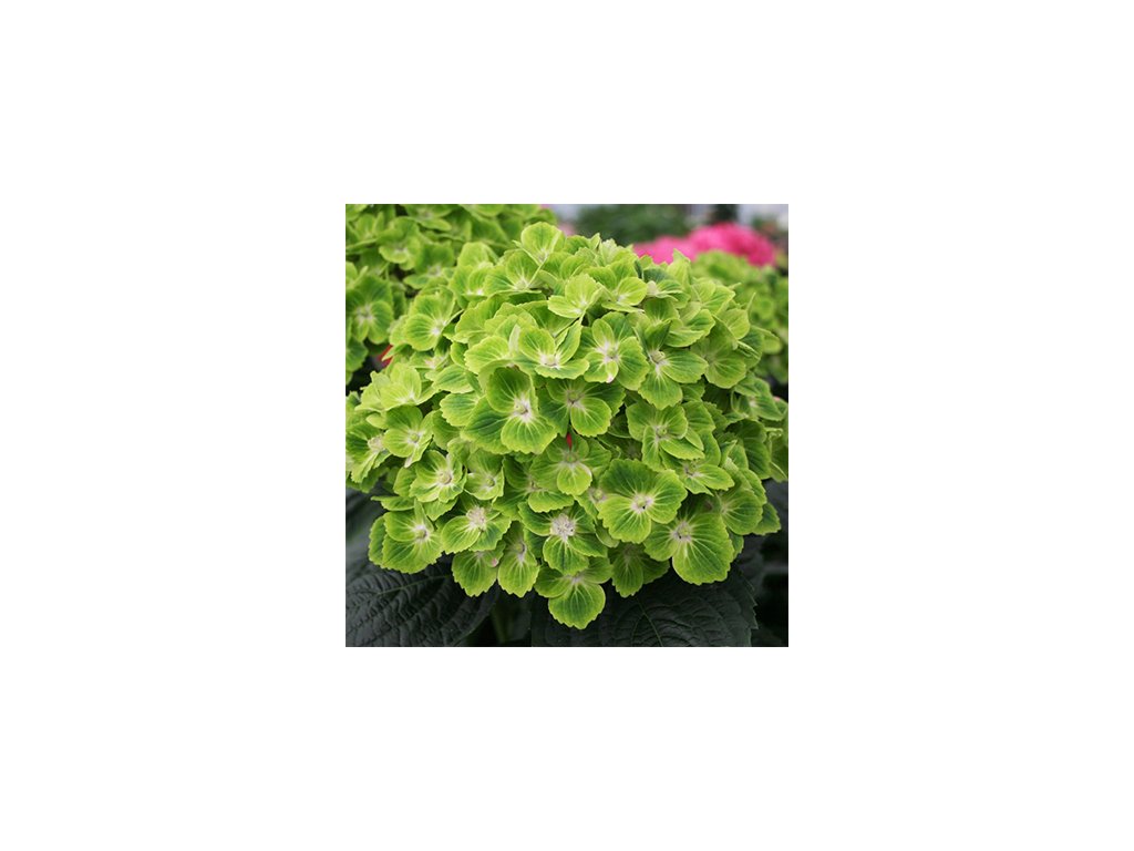Hydrangea macrophylla Magical Green Cloud- Hortenzie velkolistá Magical Green Cloud