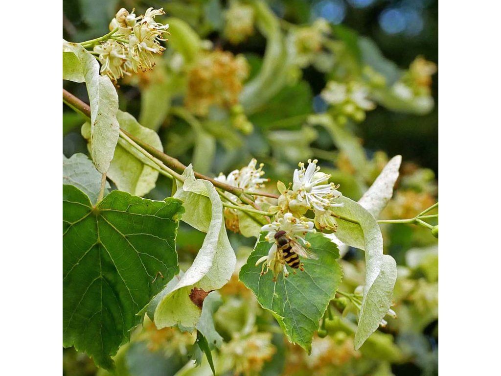 Tilia cordata -Lipa Malolistá