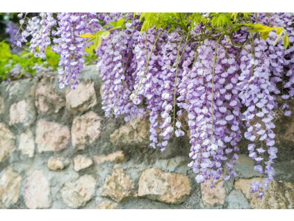 wisteria floribunda macrobotrys3
