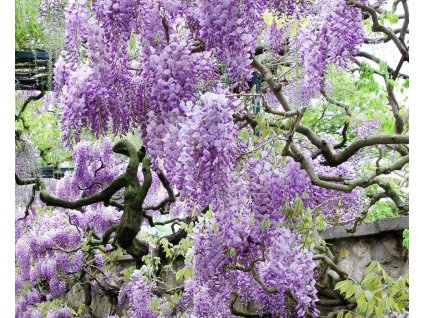 wisteria sinensis tom