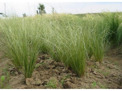 Carex buchananii Green Twist