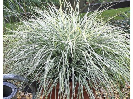 carex conica snowline3