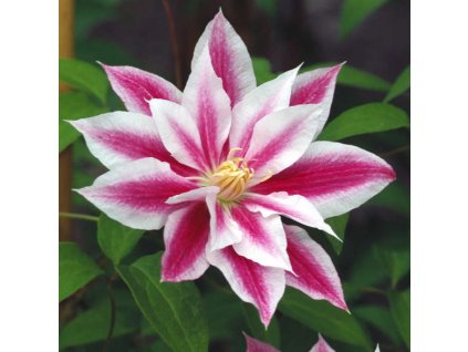 clematis andromeda