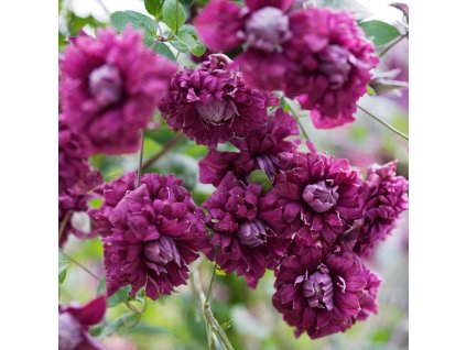 clematis purpurea plena elegans