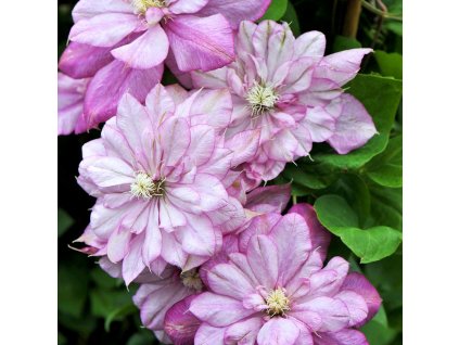 clematis innocent glance