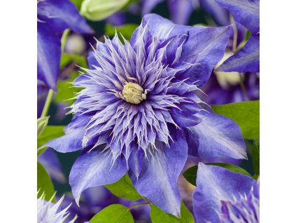 clematis multi blue3