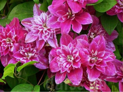 clematis my darling